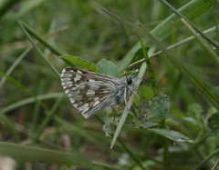 Muschampia cribrellum