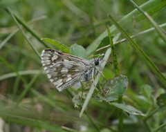 Muschampia cribrellum