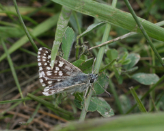 Muschampia cribrellum