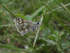 Muschampia cribrellum
