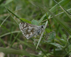 Muschampia cribrellum