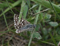 Muschampia cribrellum