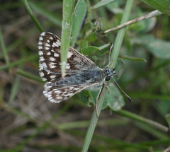 Muschampia cribrellum
