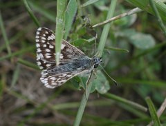 Muschampia cribrellum