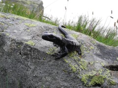 Salamandra lanzai