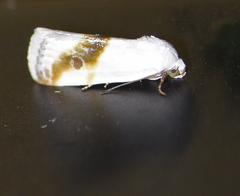 Ponometia virginalis