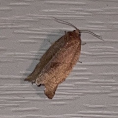 Choristoneura rosaceana