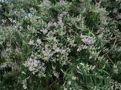 Buddleja salviifolia