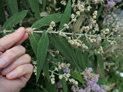 Buddleja salviifolia