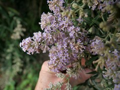 Buddleja salviifolia