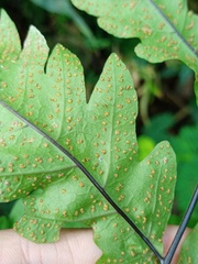 Tectaria melanocaulos