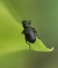 Auletini