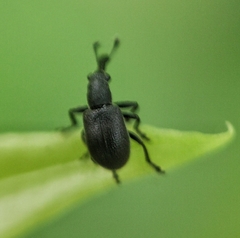 Auletini