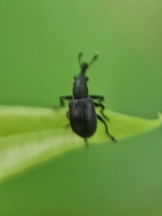 Auletini