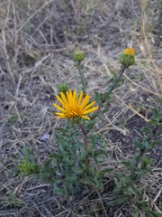 Grindelia inuloides