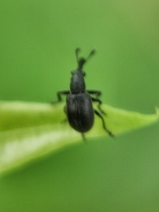 Auletini