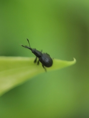 Auletini