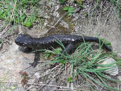 Salamandra lanzai