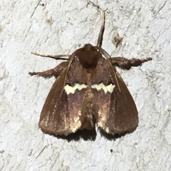 Monoleuca semifascia