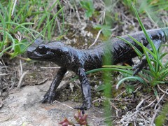 Salamandra lanzai