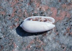 Olivellinae