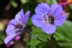 Triepeolus subnitens