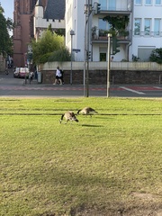 Branta canadensis
