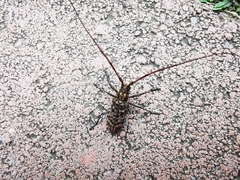 Monochamus alternatus