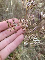 Lomatium nudicaule