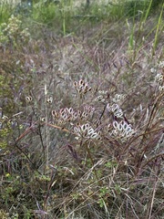 Lomatium nudicaule