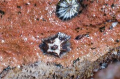 Patelloida saccharina