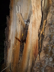 Megarhyssa macrurus icterosticta