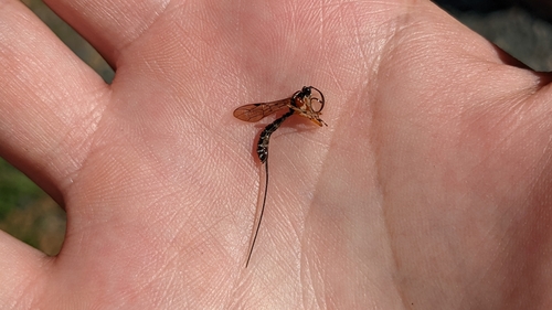 Perithous scurra pleuralis