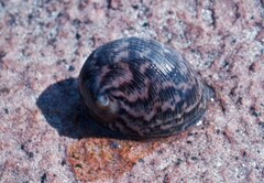 Nerita polita