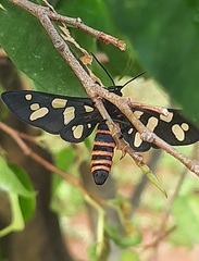 Amata passalis