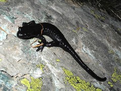 Salamandra lanzai