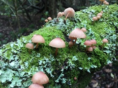Mycena mariae