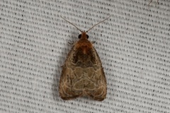 Olethreutes furfuranum