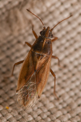Cymus luridus