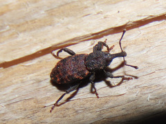 Steremnius tuberosus