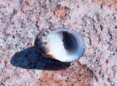 Nerita polita