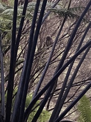 Ninox novaeseelandiae