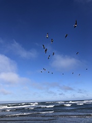 Pelecanus occidentalis californicus