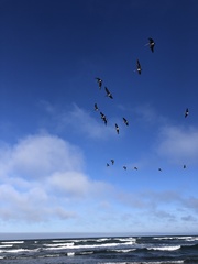 Pelecanus occidentalis californicus