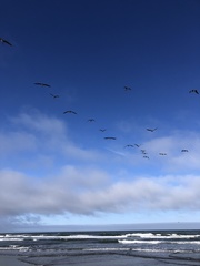 Pelecanus occidentalis californicus