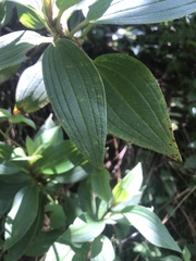 Melastoma septemnervium