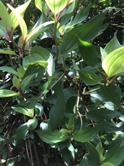 Melastoma septemnervium