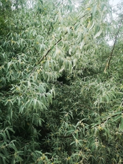 Elaeagnus angustifolia