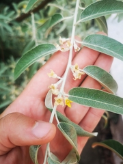 Elaeagnus angustifolia
