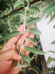 Elaeagnus angustifolia